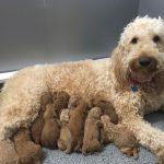 labradoodle puppies for sale in wyoming