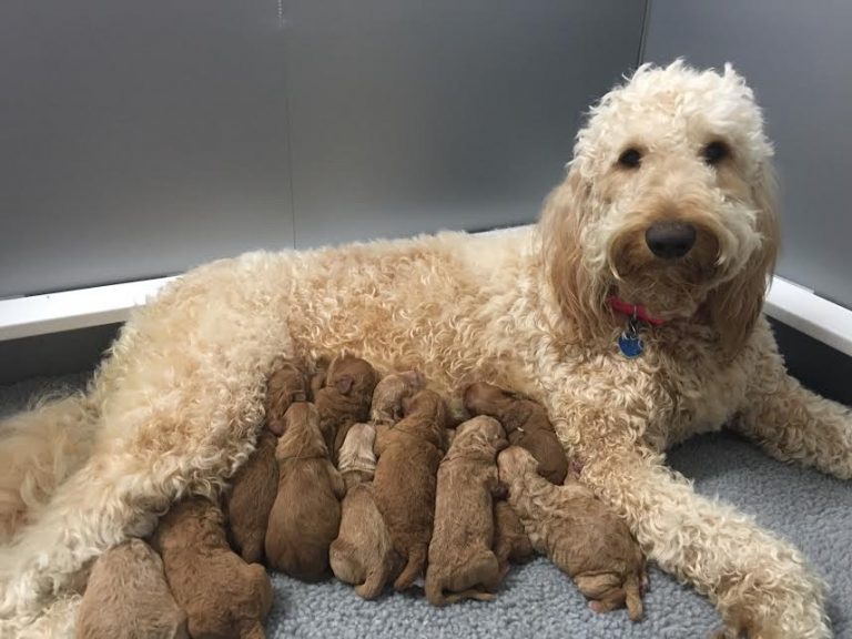 labradoodle puppies for sale in wyoming