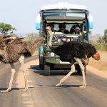 About African Adventure Safaris For Ladies