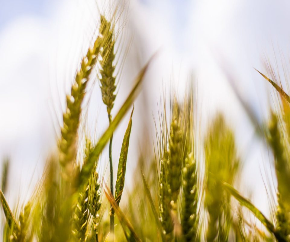 Agriculture Industry: Updated Prices Of Grain In 2023