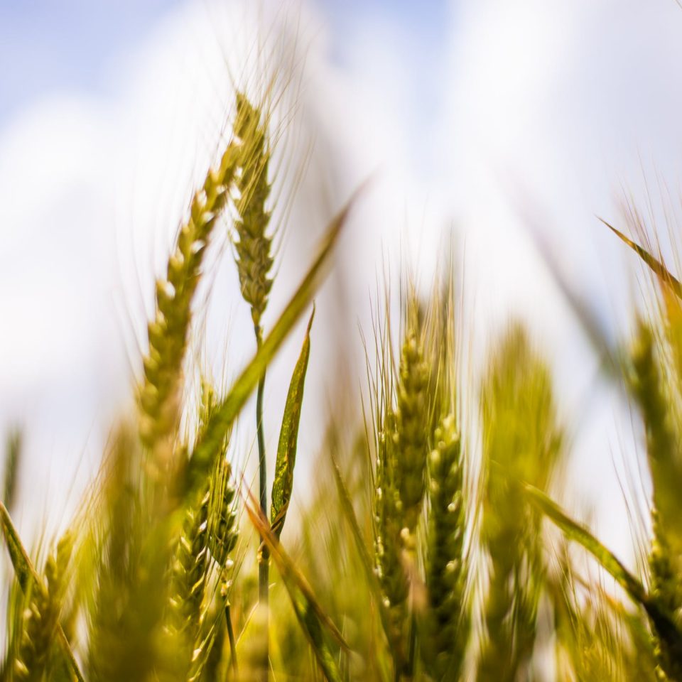 Agriculture Industry: Updated Prices Of Grain In 2023