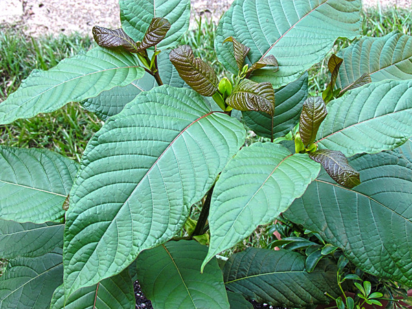 Understanding the Various Forms of Kratom Available Online